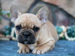 French Bulldog dogs Bub - Ad 17
