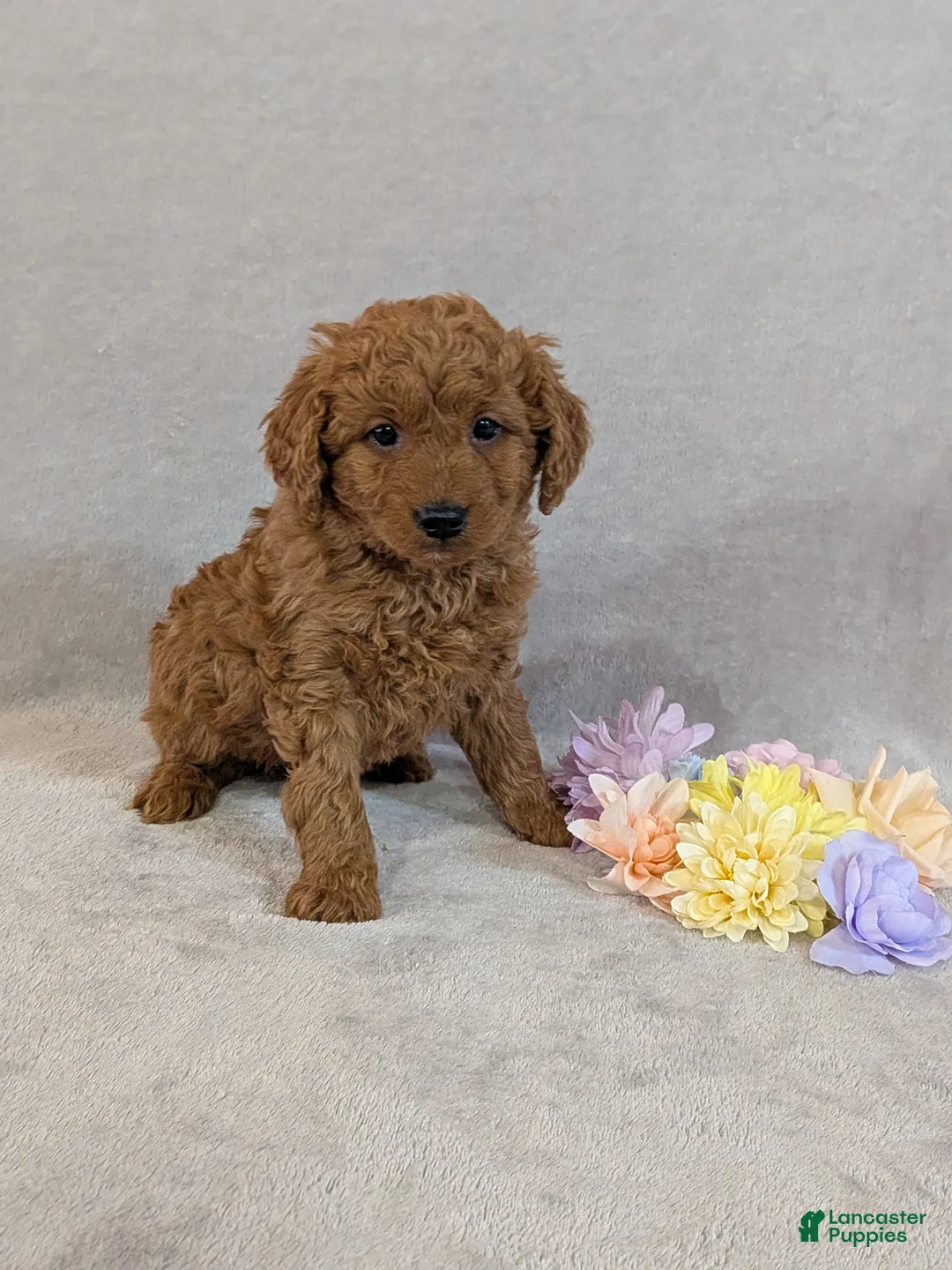 Mini Goldendoodle dogs for sale: Dexter  - Ad 7