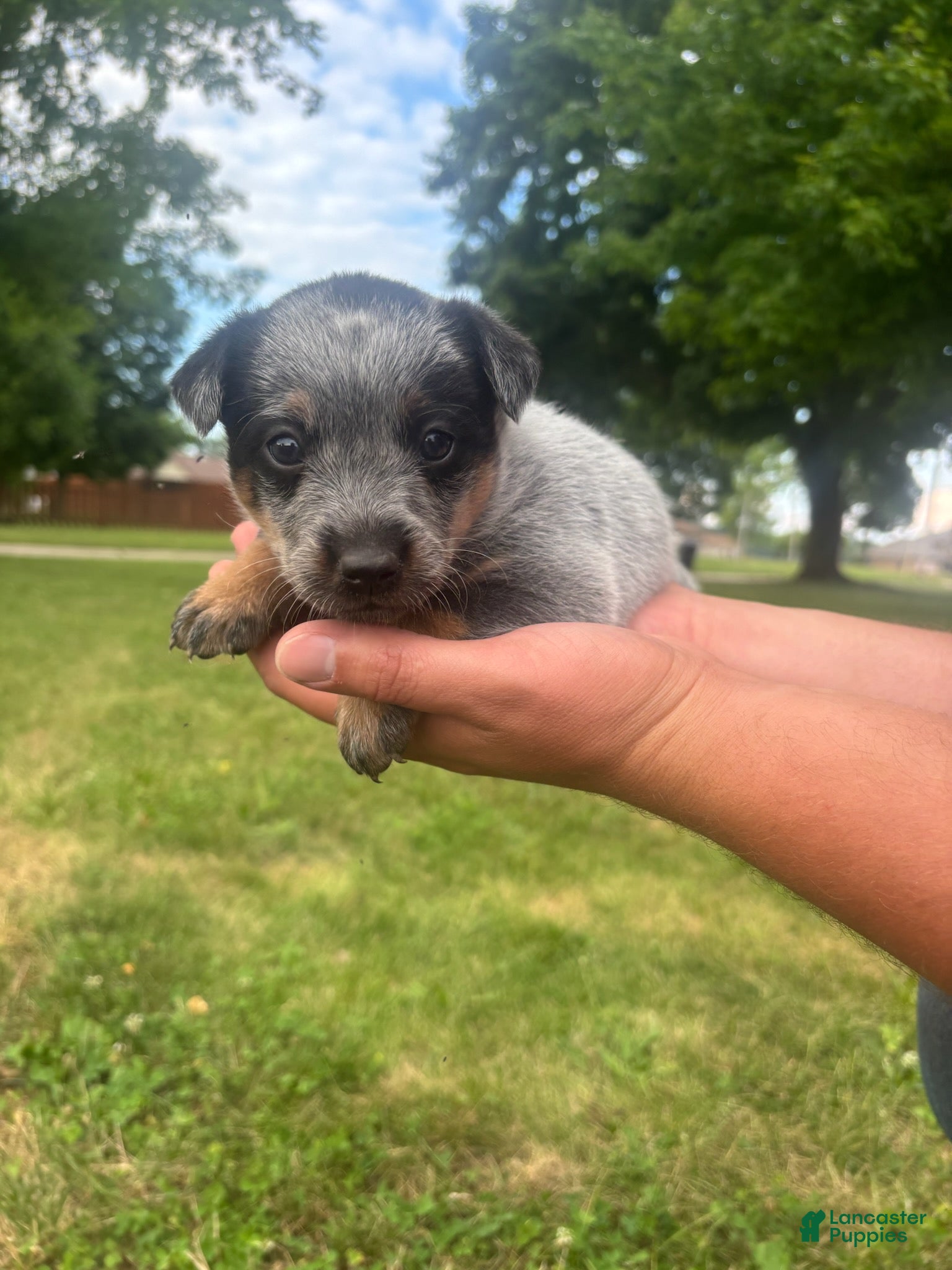Australian Cattle Dog dogs Rosita - Ad 1