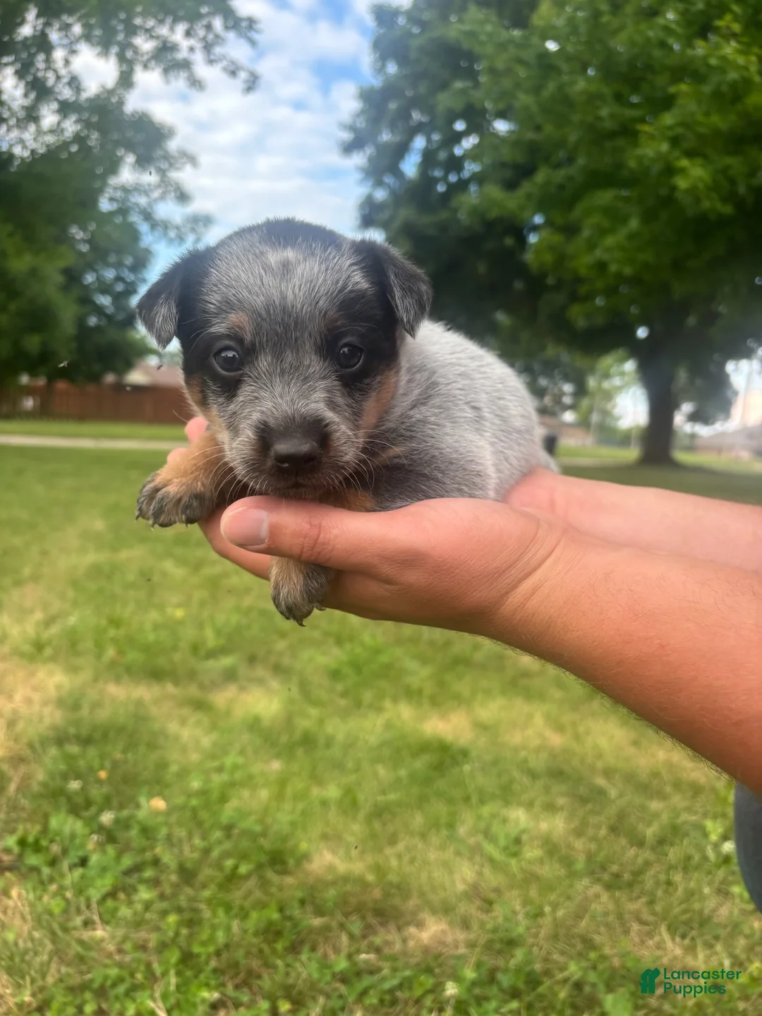 Australian Cattle Dog dogs for sale: Rosita - Ad 1