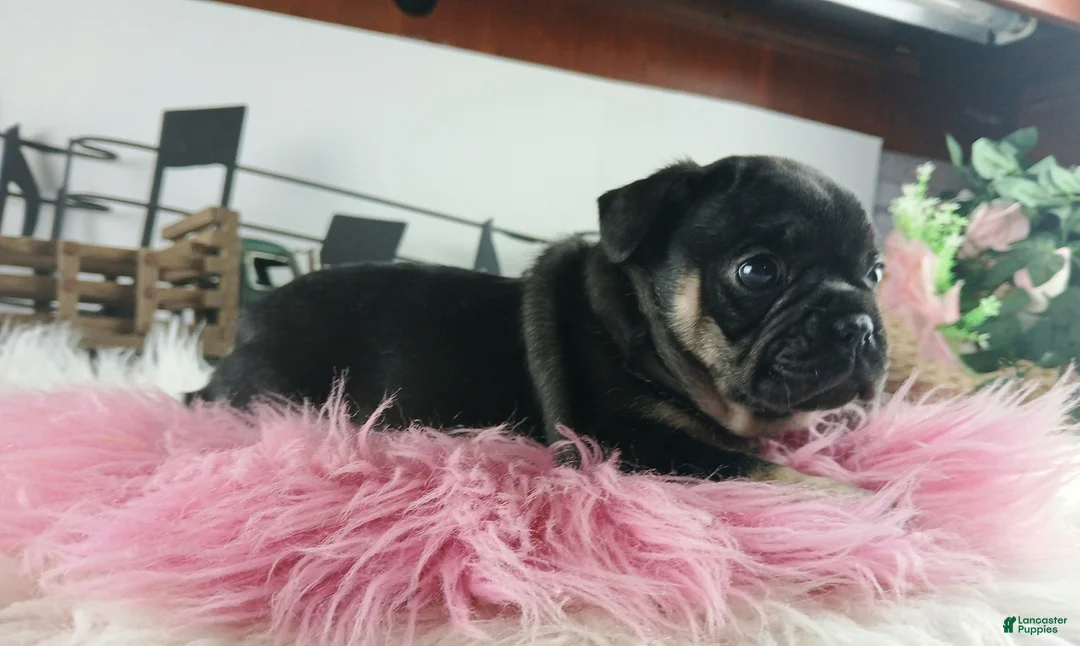 French Bulldog dogs for sale: French Bulldog Pups, NATIONWIDE DELIVERY  - Ad 7