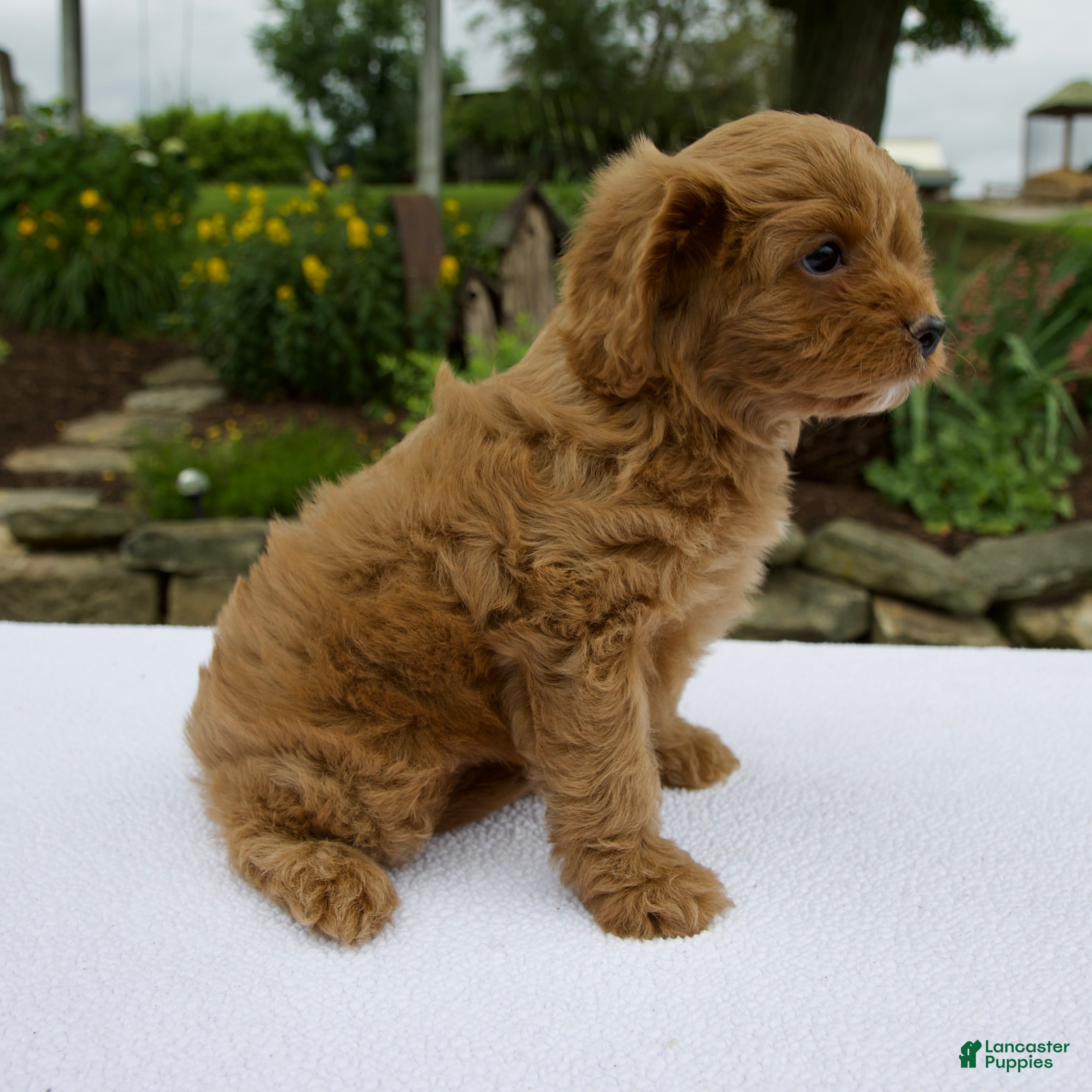 Cavapoo dogs Gage - Ad 2