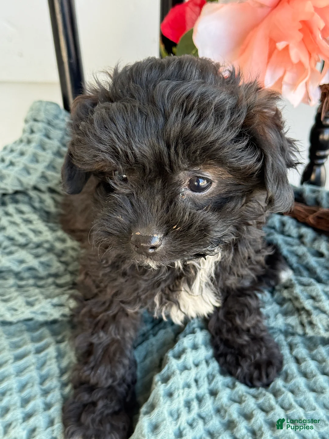 Shihpoo dogs for sale: Greta - Ad 3