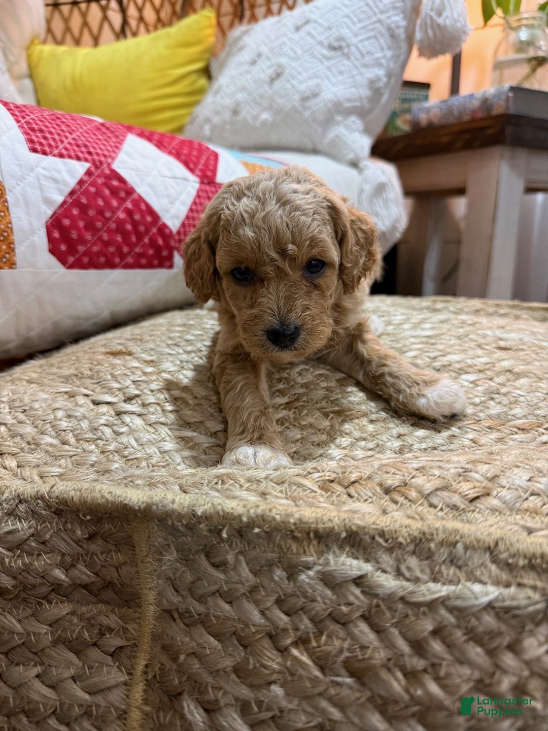 Cavapoo dogs for sale: Charlie - Ad 2