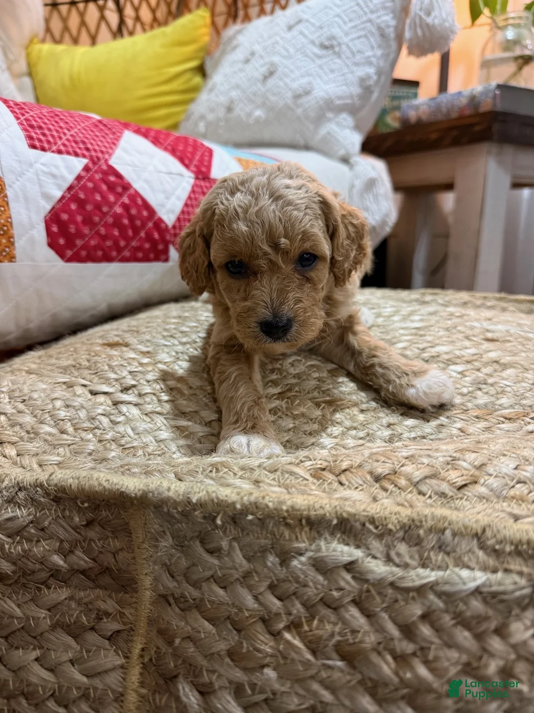 Cavapoo dogs for sale: Charlie - Ad 6