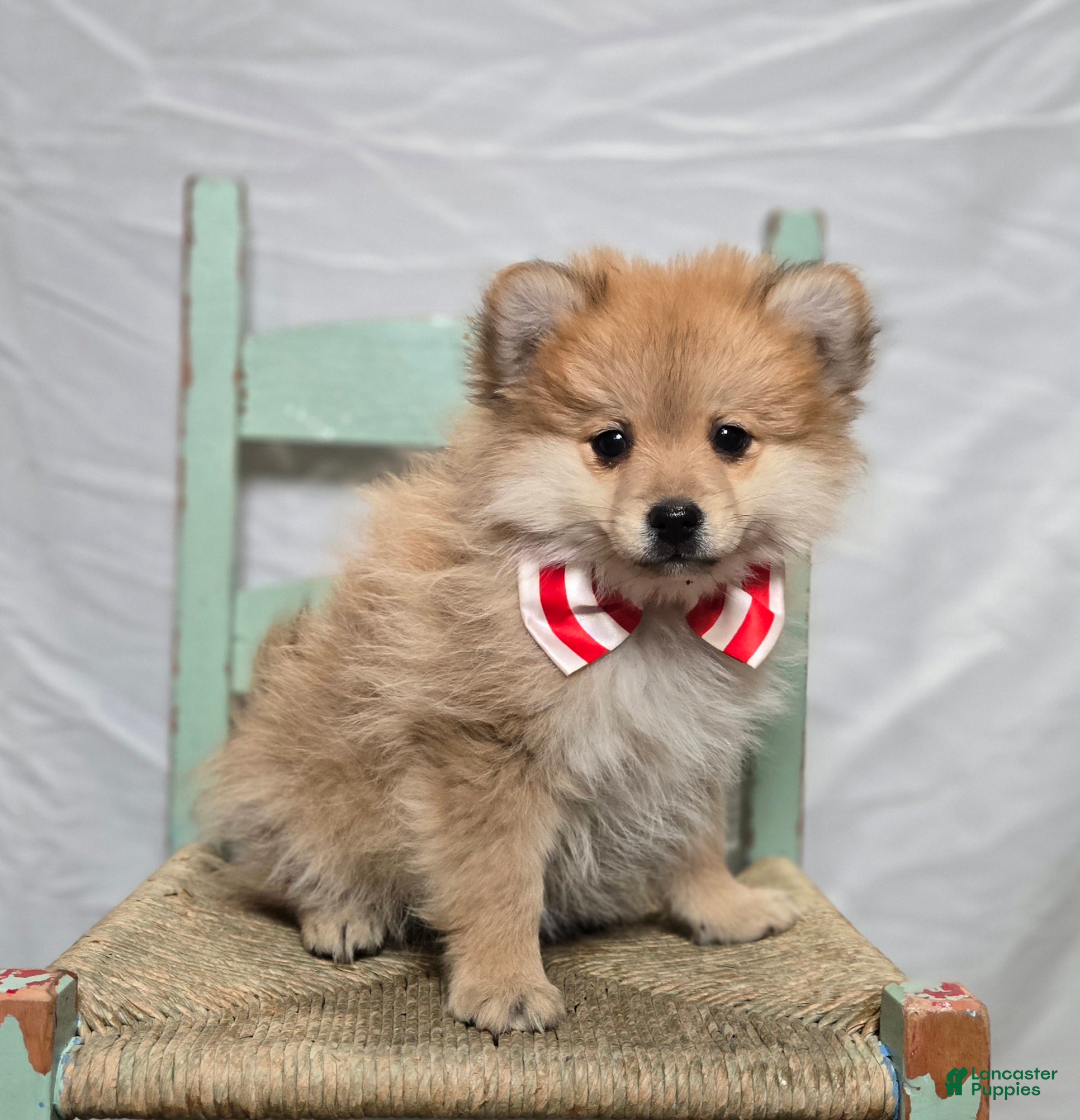 Pomeranian dogs Timothy - Ad 10