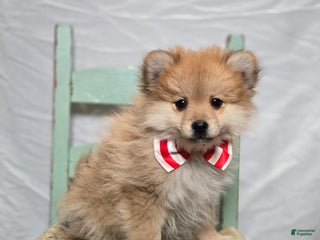 Pomeranian dogs Timothy - Ad 13