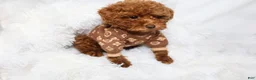 Toy Poodle dogs for sale: Tiny Levi - Ad 3