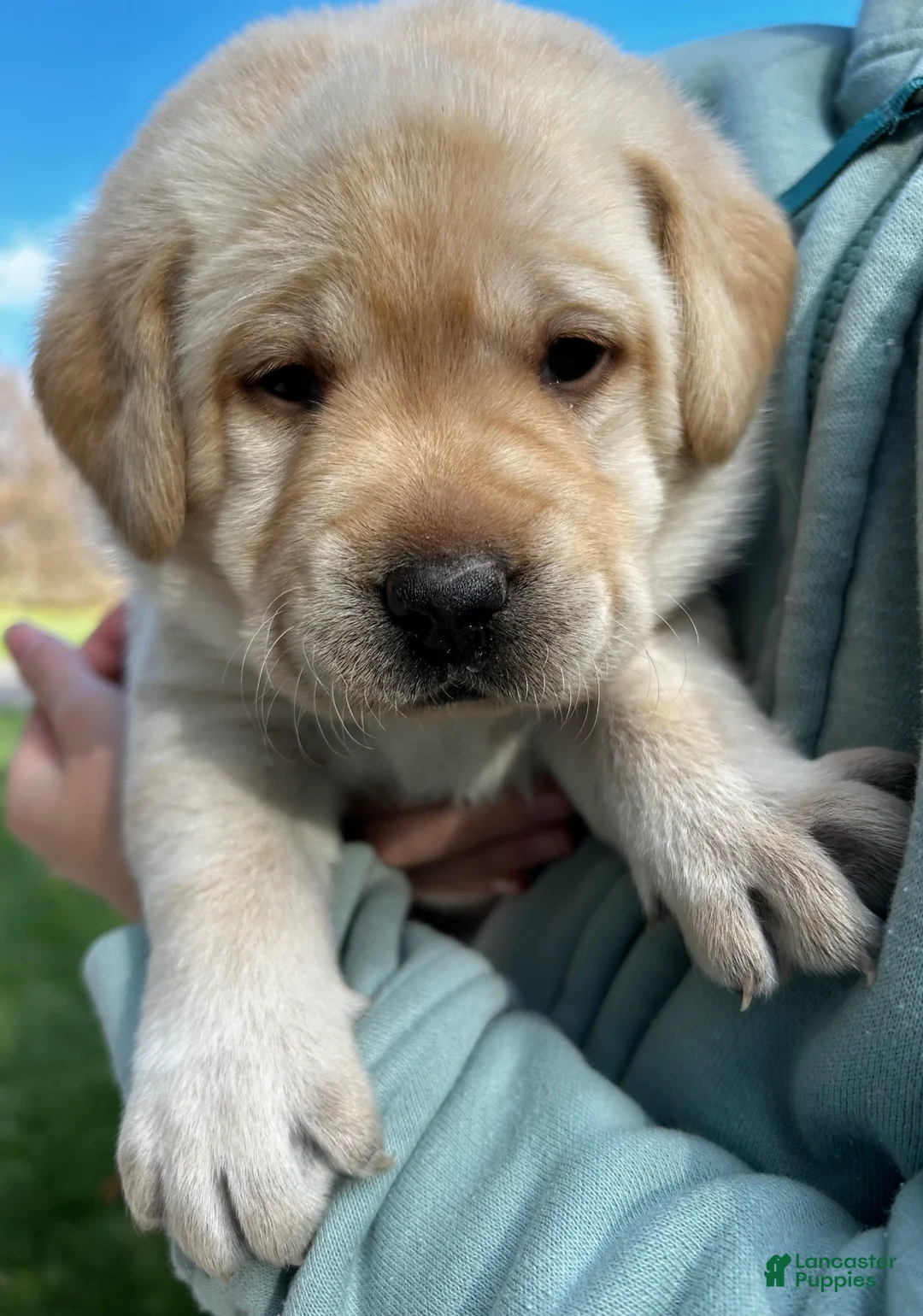 Labrador Retriever dogs for sale: Sylvie - Ad 2