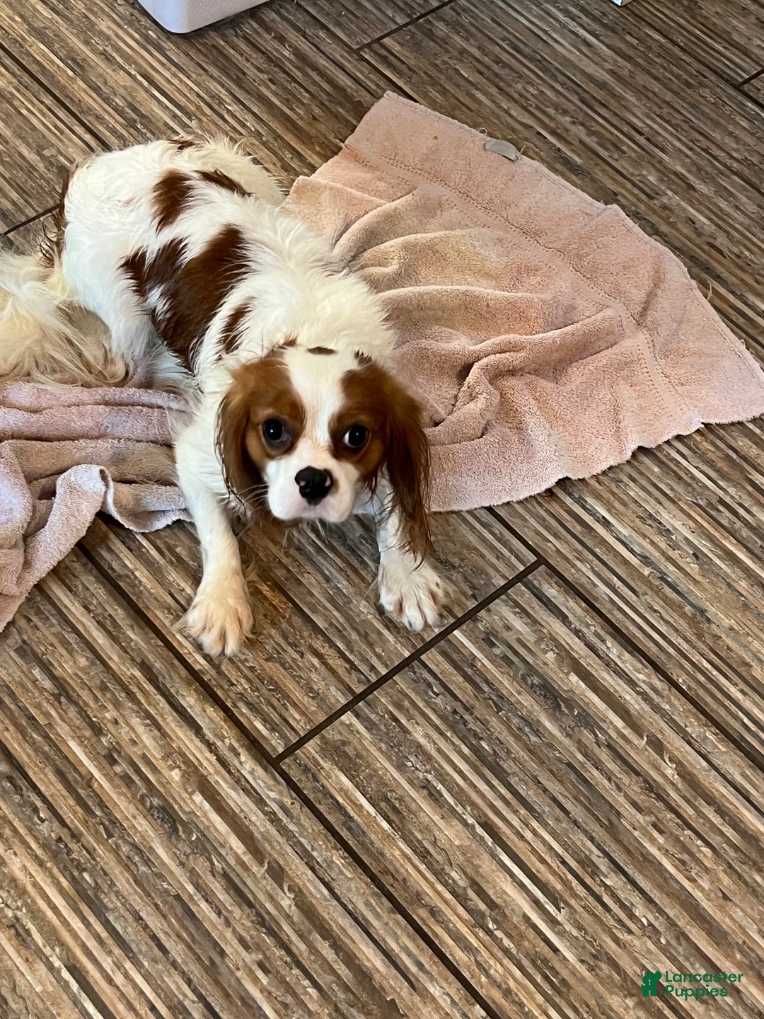Cavalier King Charles Spaniel dogs for sale: Girl 1  - Ad 12
