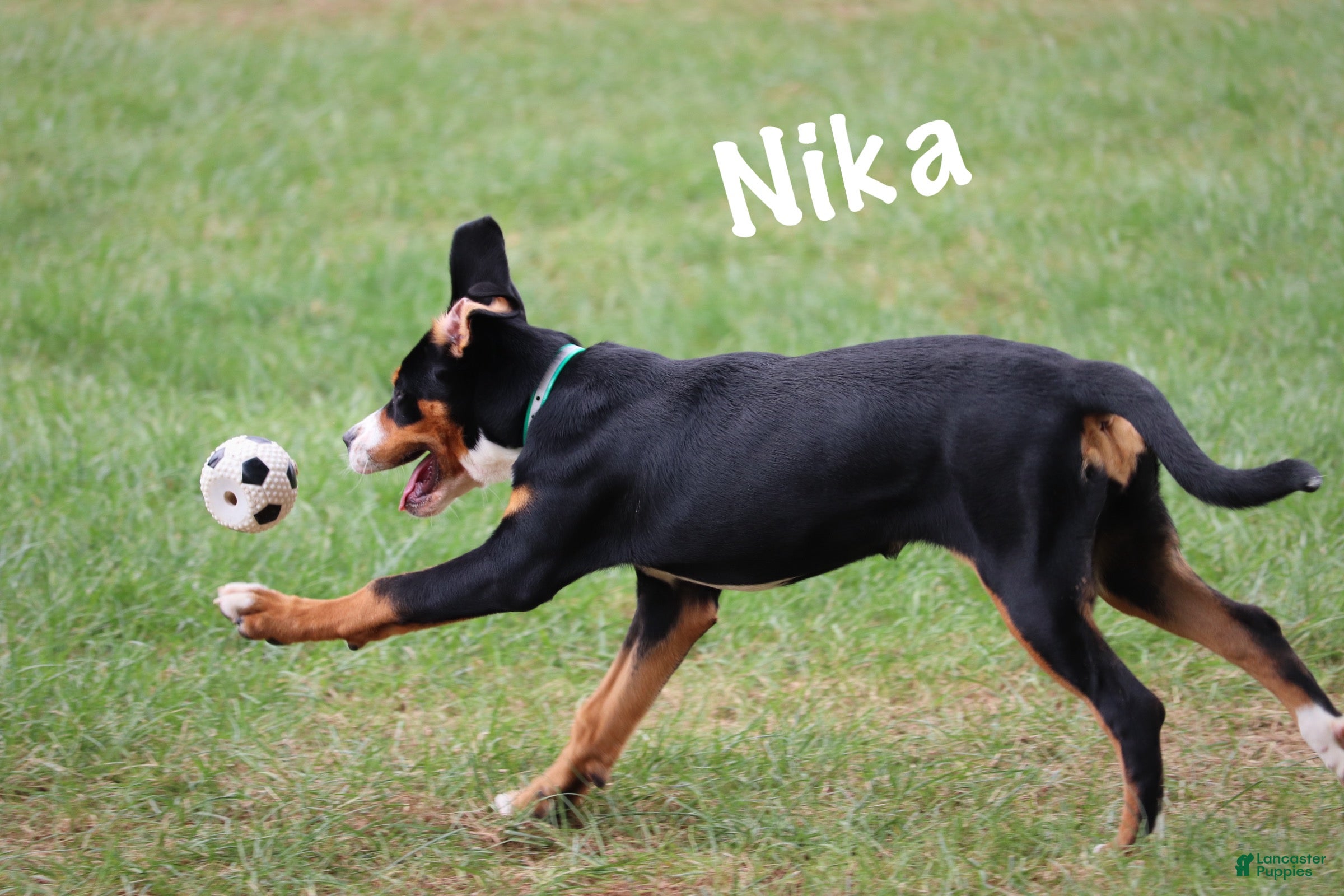 Greater Swiss Mountain Dog dogs Nika - Ad 1
