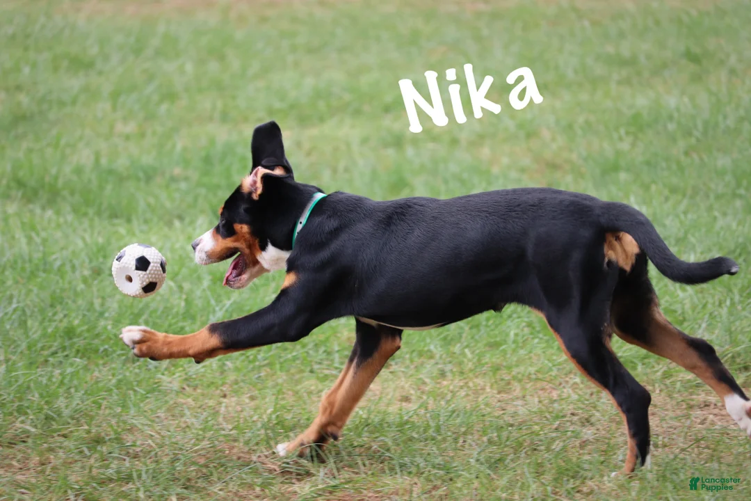 Greater Swiss Mountain Dog dogs for sale: Nika - Ad 1