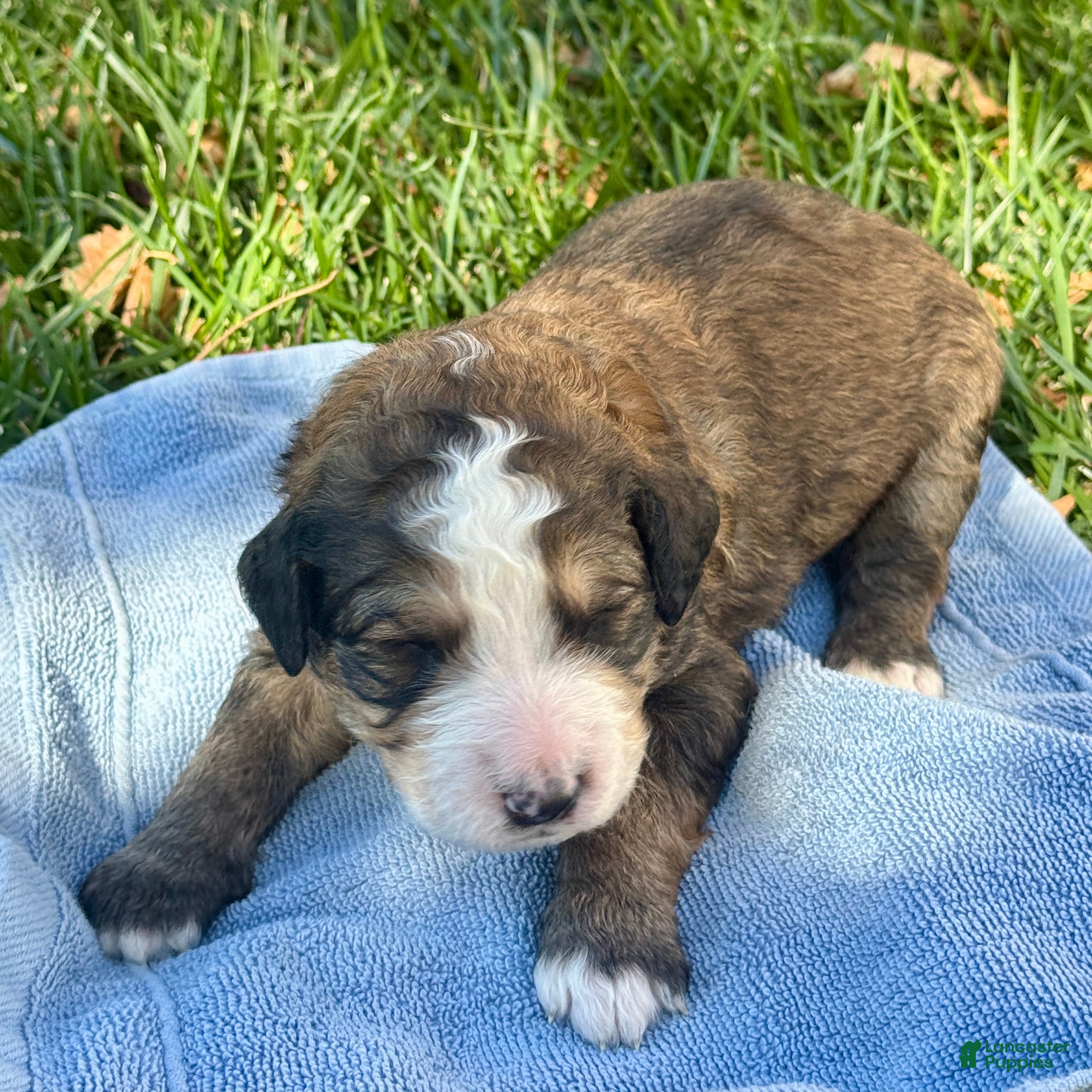 Bernedoodle dogs Poe - Ad 1