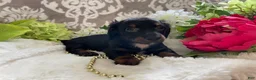 Miniature Dachshund dogs for sale: Kira - Ad 6