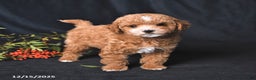 Toy Poodle dogs for sale: Cody - Ad 1