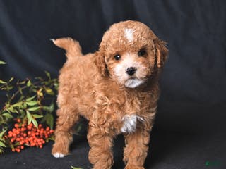 Toy Poodle dogs Cody - Ad 2