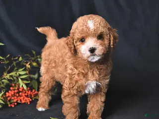 Toy Poodle dogs Cody - Ad 3