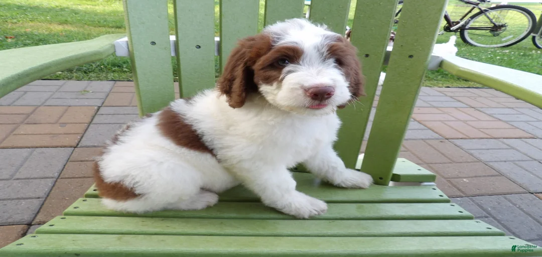 Gallery Image {{count}}