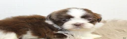 Shih Tzu dogs for sale: Nano - Ad 4