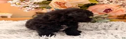 Miniature Poodle dogs for sale: Miniature Poodle 3 - Ad 4