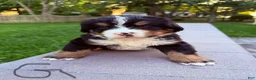 Bernese Mountain Dog dogs for sale: Bernese Mountain Dog 1 - Ad 5