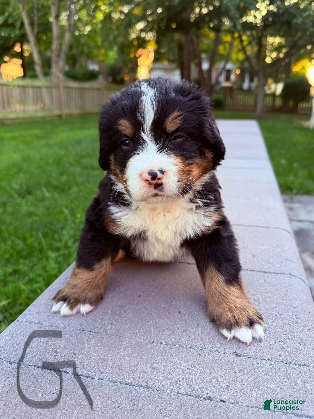 Bernese Mountain Dog dogs for sale: Bernese Mountain Dog 1 - Ad 5