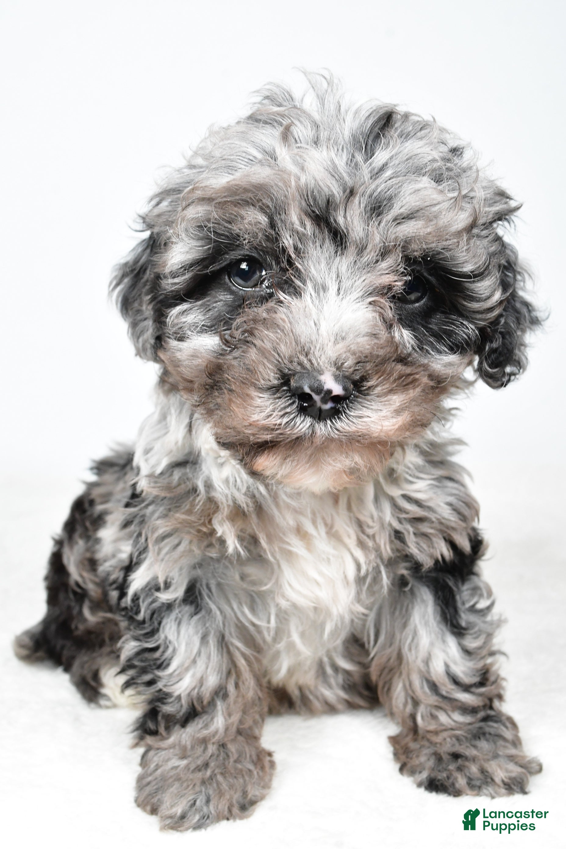 Cockapoo dogs Davis - Ad 25