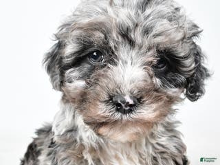 Cockapoo dogs Davis - Ad 30