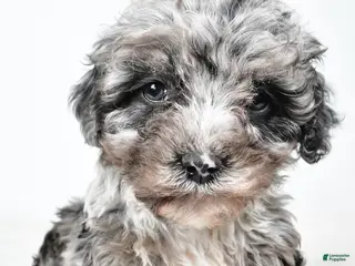 Cockapoo dogs Davis - Ad 14