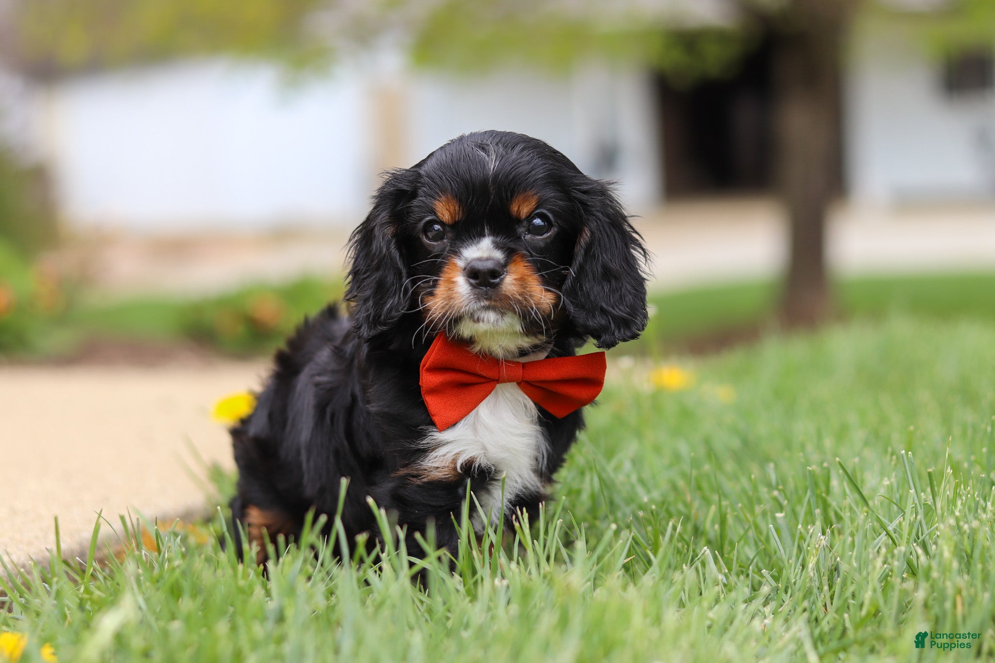 Cavalier King Charles Spaniel dogs Charlie - Ad 1