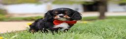 Cavalier King Charles Spaniel dogs for sale: Charlie - Ad 1