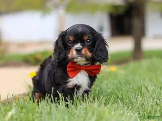 Cavalier King Charles Spaniel dogs for sale: Charlie - Ad 2