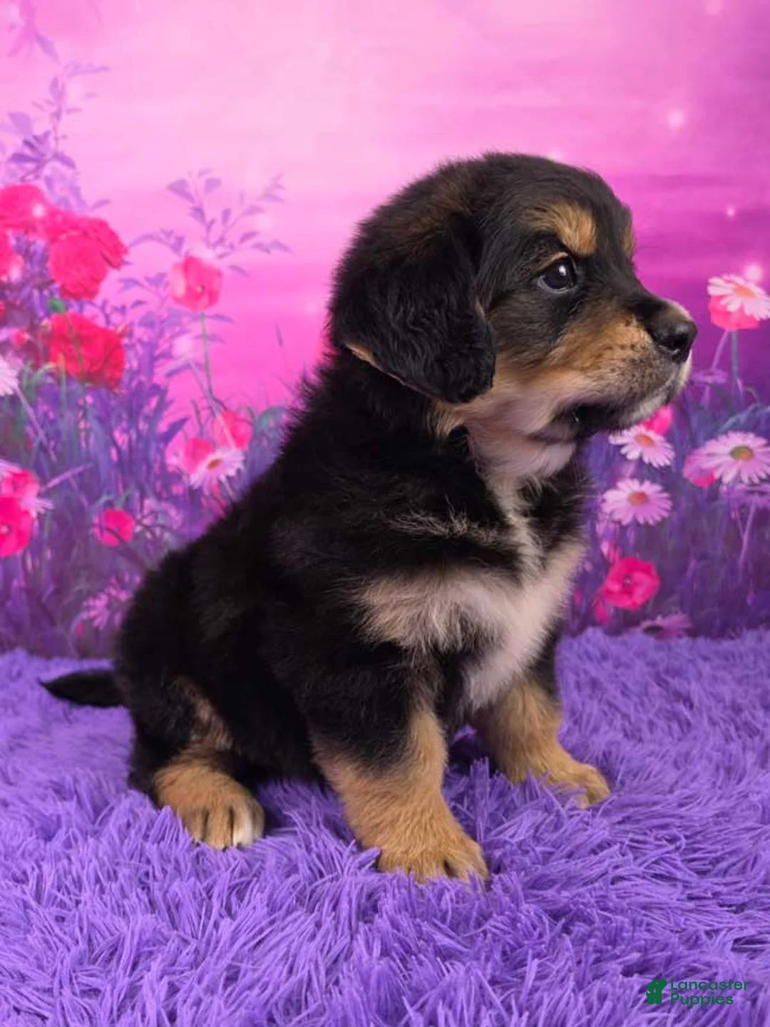 Mixed Breed dogs for sale: Adele - Ad 2