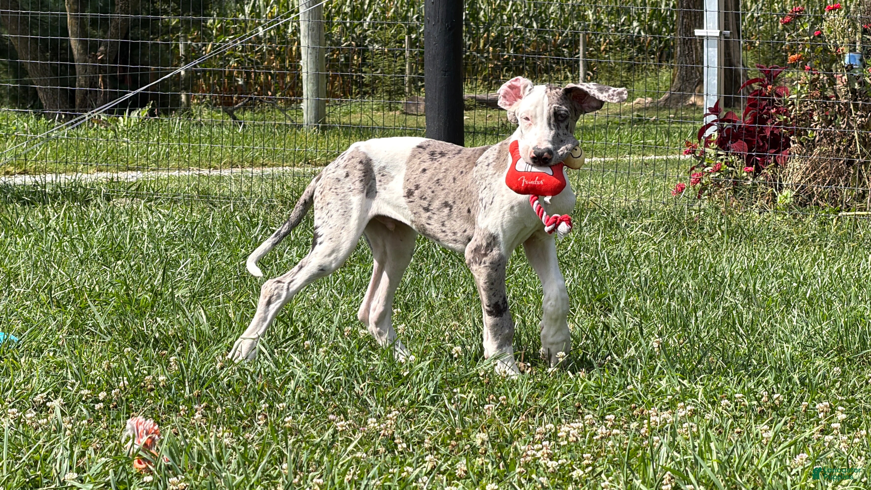 Great Dane dogs Patches Great Dane  - Ad 1