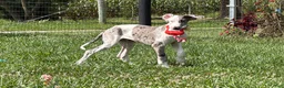 Great Dane dogs for sale: Patches Great Dane  - Ad 5