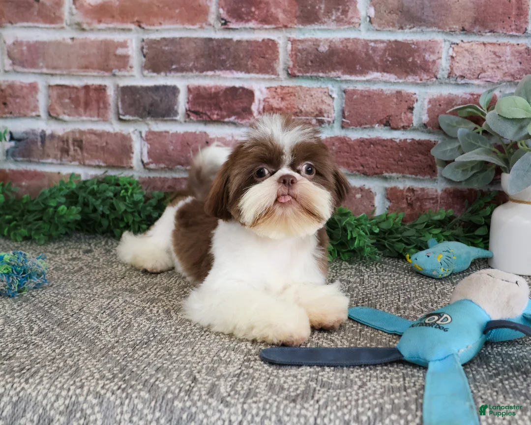 Shih Tzu dogs for sale: Andre - Ad 2