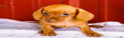Miniature Dachshund dogs for sale: Brenda - Ad 3