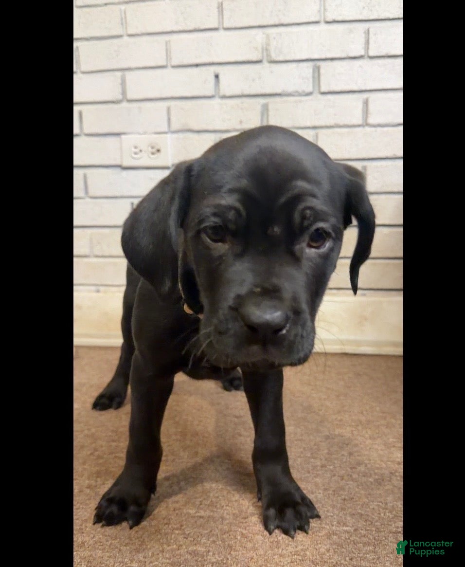 Cane Corso dogs Cane Corso Dot - Ad 30