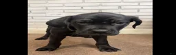 Cane Corso dogs for sale: Cane Corso Dot - Ad 1