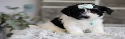 Maltipoo dogs for sale: Izzy - Ad 11