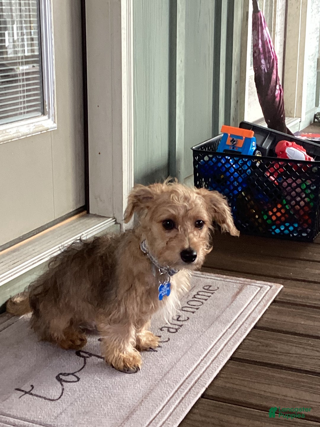 Doxiepoo dogs for sale: Doxiepoo Puppy 1 - Ad 1