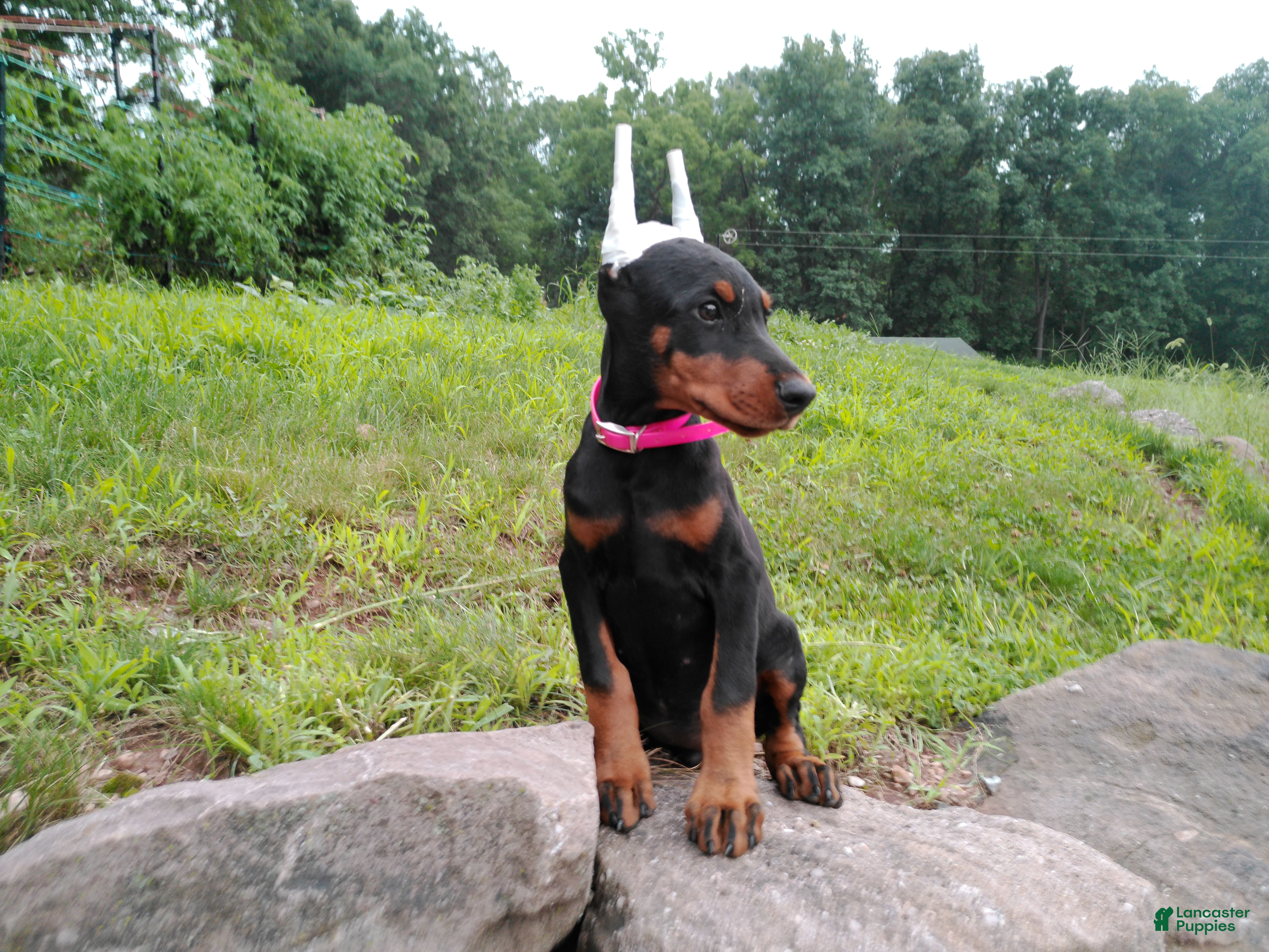 Doberman Pinscher dogs Doberman Pinscher 2 - Ad 1