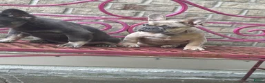 French Bulldog 6