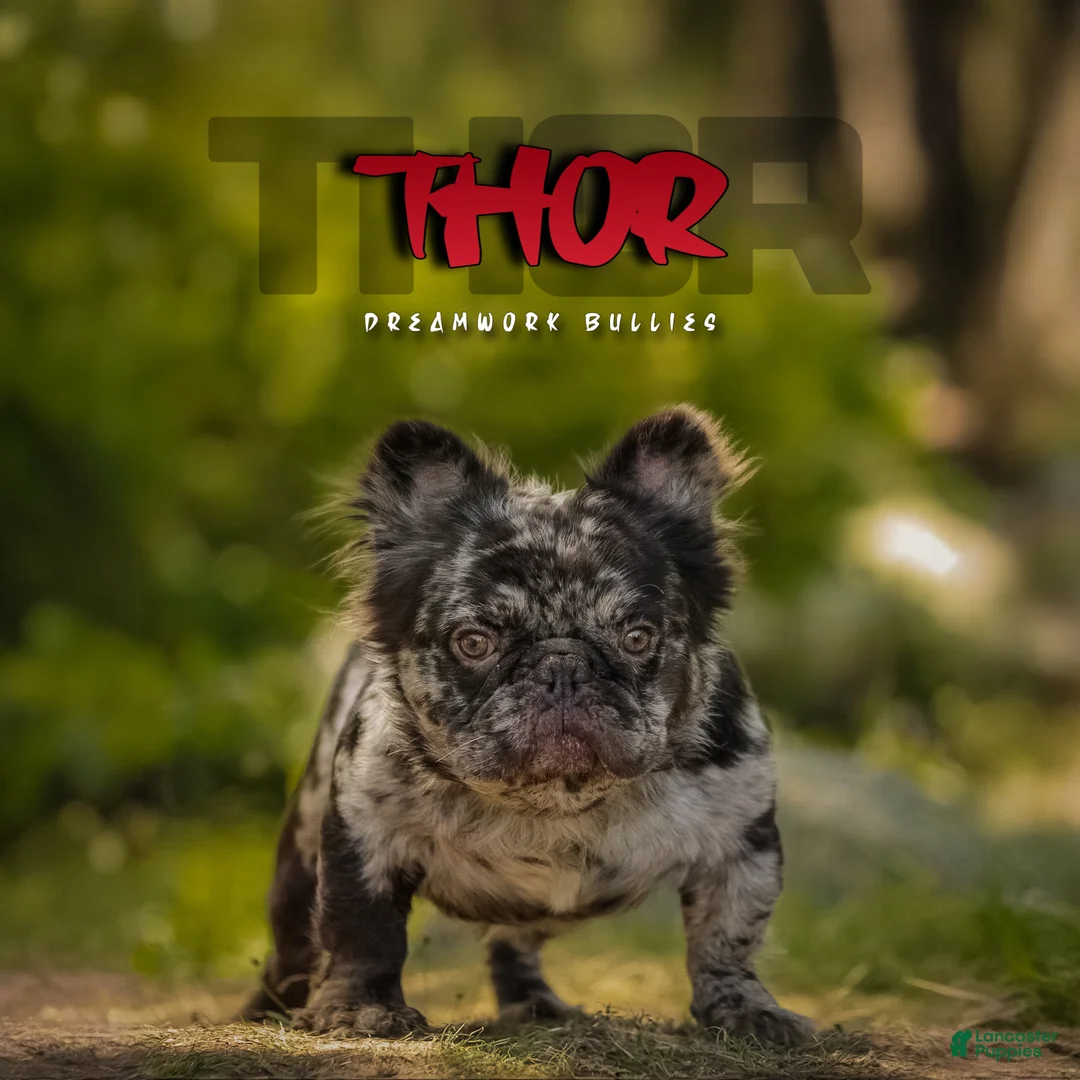 French Bulldog dogs for sale: French Bulldog Puppy 1 - Ad 2