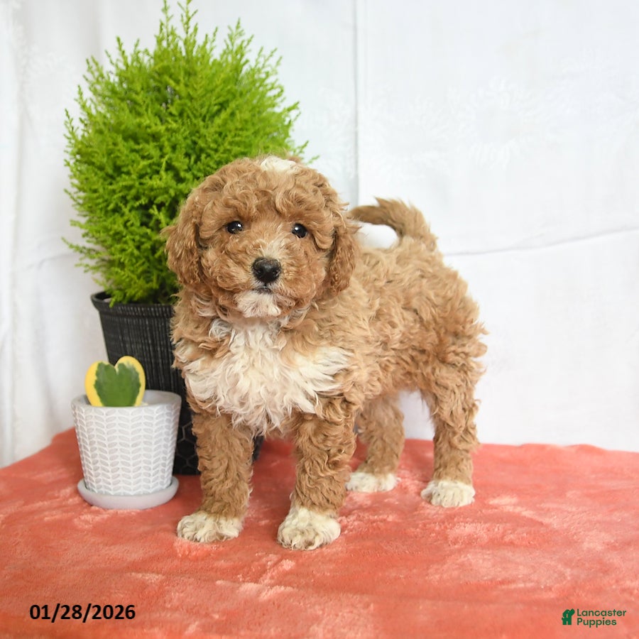 Mini Goldendoodle dogs for sale: Hero - Ad 4
