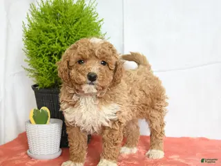 Mini Goldendoodle dogs for sale: Hero - Ad 4