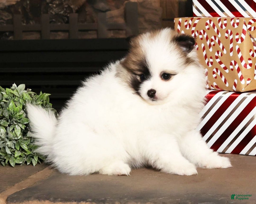 Pomeranian dogs for sale: Stacy - Ad 4