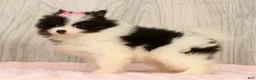 Pomeranian dogs for sale: Harmony Blue and White - Ad 7