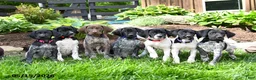 German Shorthaired Pointer dogs for sale: Petunia - Ad 5