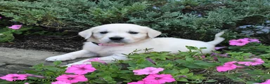 Dasher